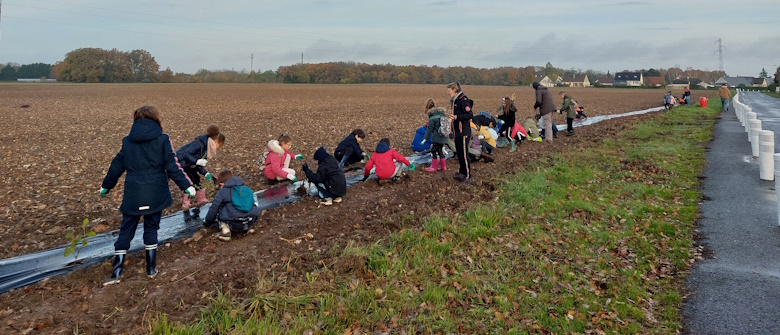 Plantation haie