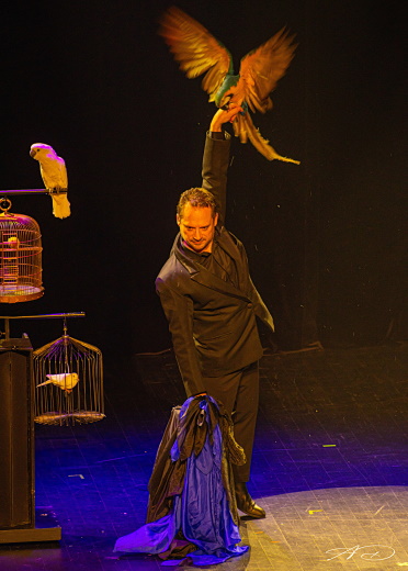 Rêve d'oiseaux