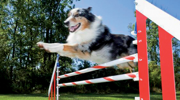 chien de sport